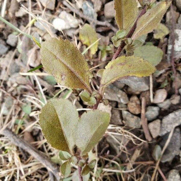 Veronica officinalis Feuille