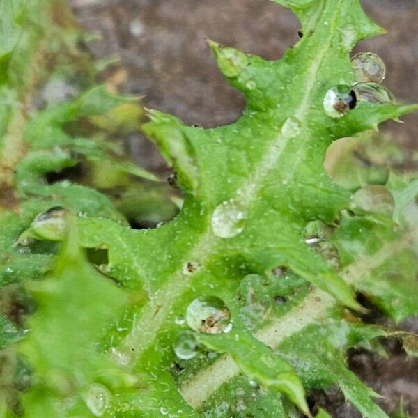 Sonchus asper Folha