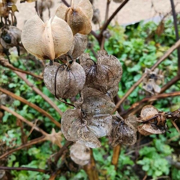 Nicandra physalodes Vaisius