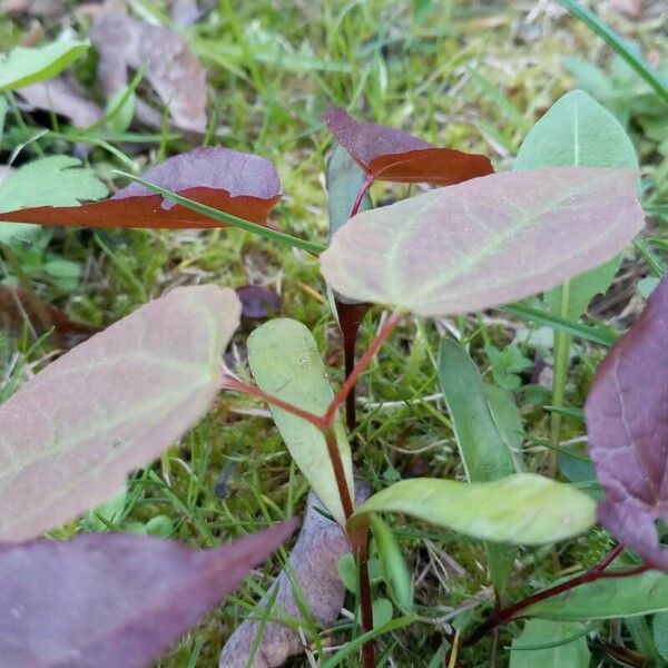 Fallopia convolvulus Deilen