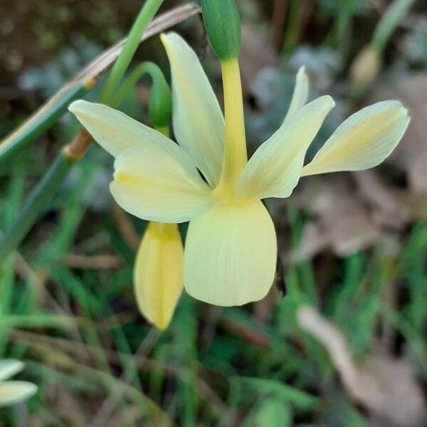 Narcissus triandrus Flor