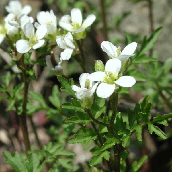 Cardamine graeca പുഷ്പം