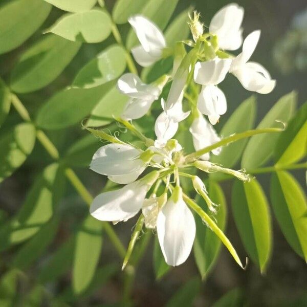 Galega officinalis Flower