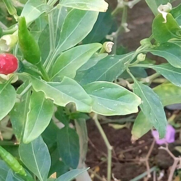 Capsicum frutescens Hoja