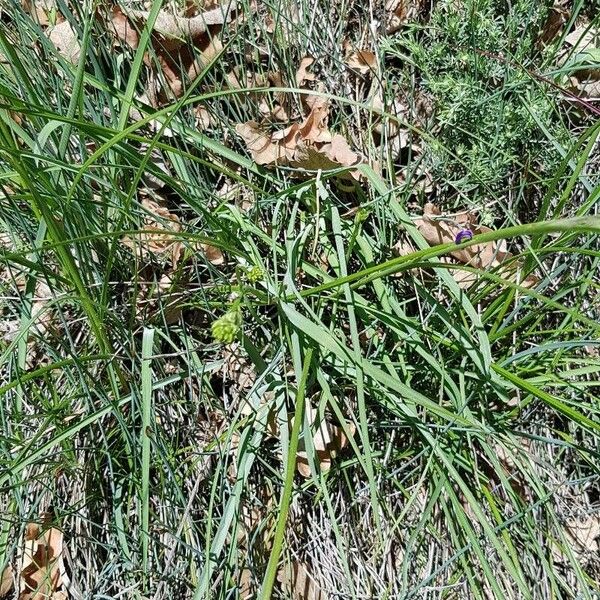 Anthericum liliago Habit