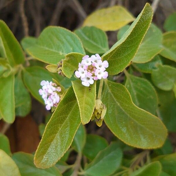 Lantana involucrata Цветок