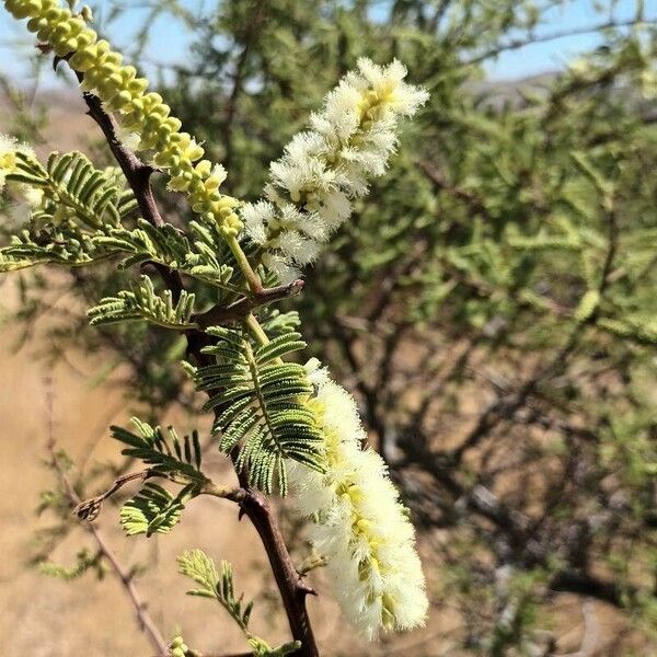Acacia thomasii Blüte