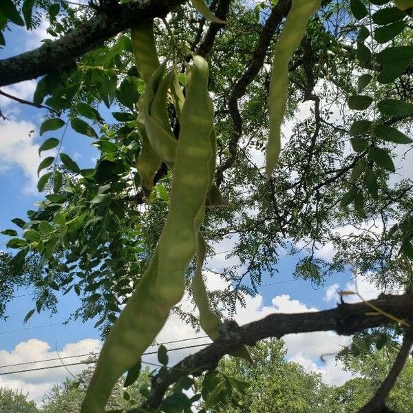 Gleditsia triacanthos ফল