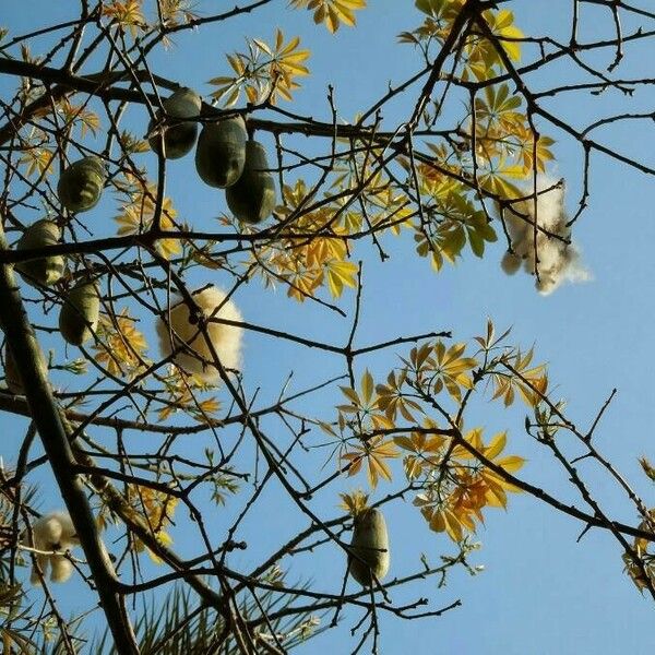 Ceiba pentandra ᱡᱚ