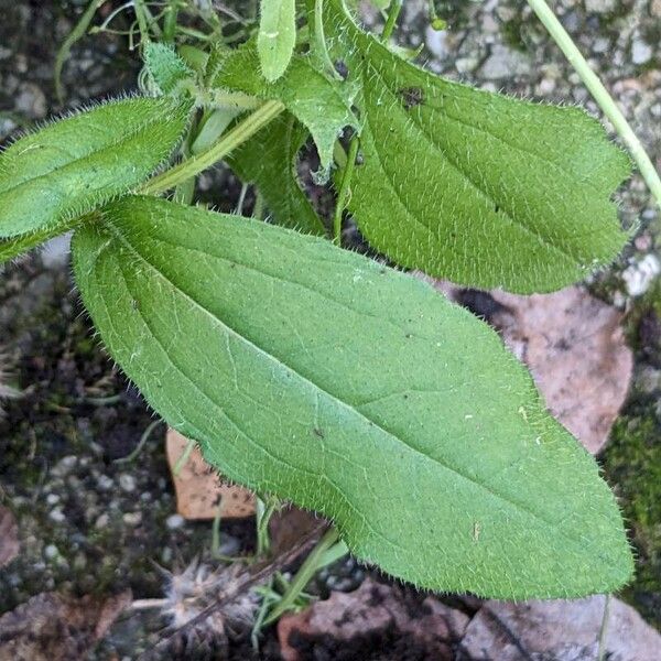 Rudbeckia hirta Leaf