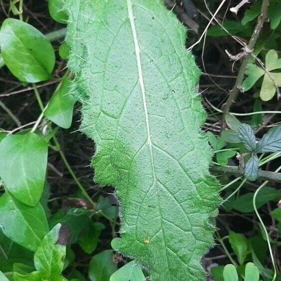 Cirsium brevistylum Hoja