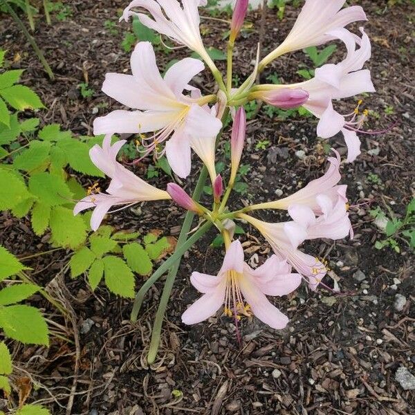 Lycoris squamigera Žiedas