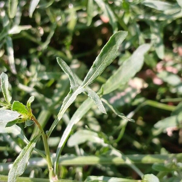 Reseda lutea Лист