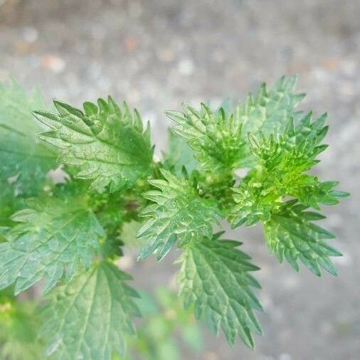 Urtica urens Ліст