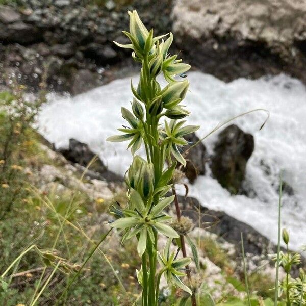 Swertia perennis Blomst