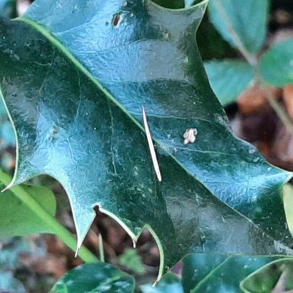 Ilex aquifolium Листок