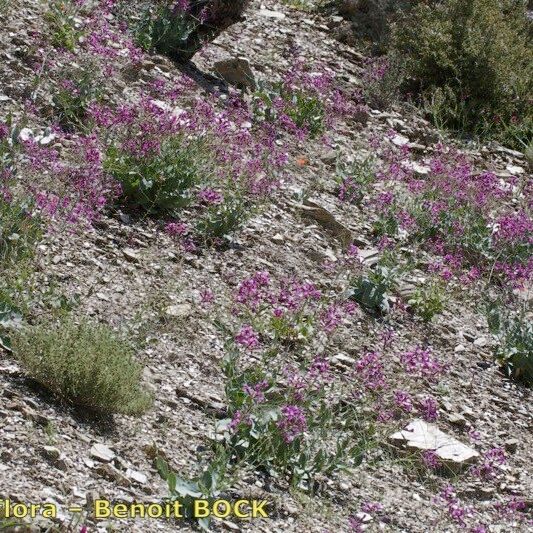 Moricandia moricandioides Habit