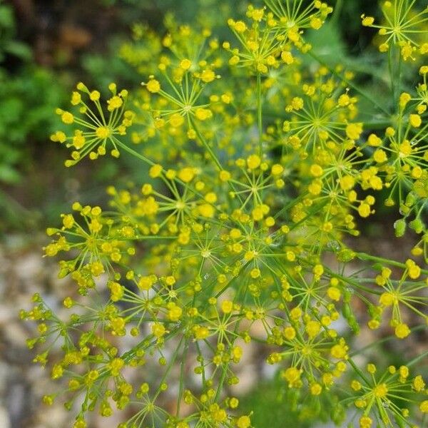 Anethum graveolens Flower