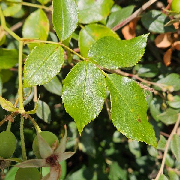 Rosa sempervirens Лист