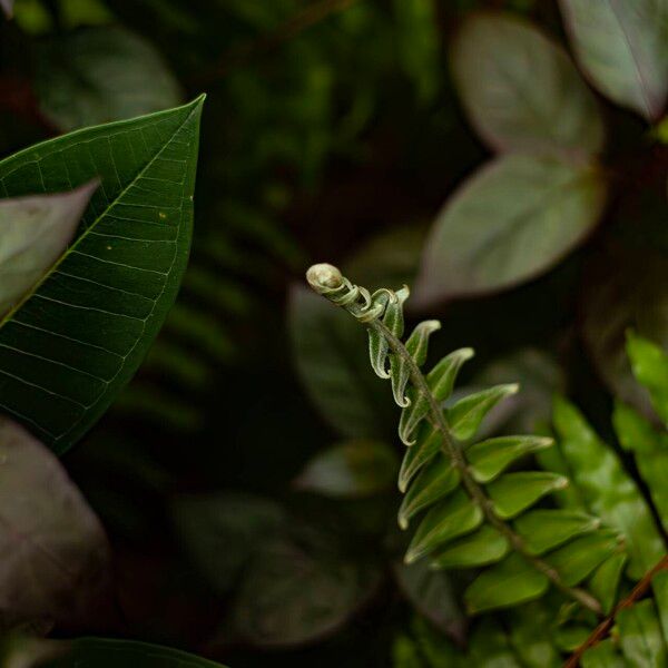 Pteris vittata List