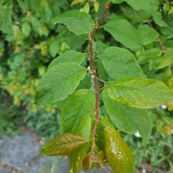 Prunus domestica Lehti