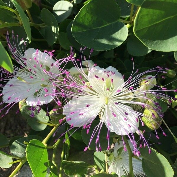 Capparis spinosa Flower