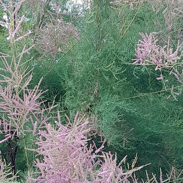 Tamarix ramosissima Habit