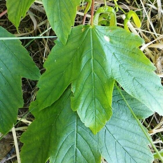 Acer neapolitanum Blad