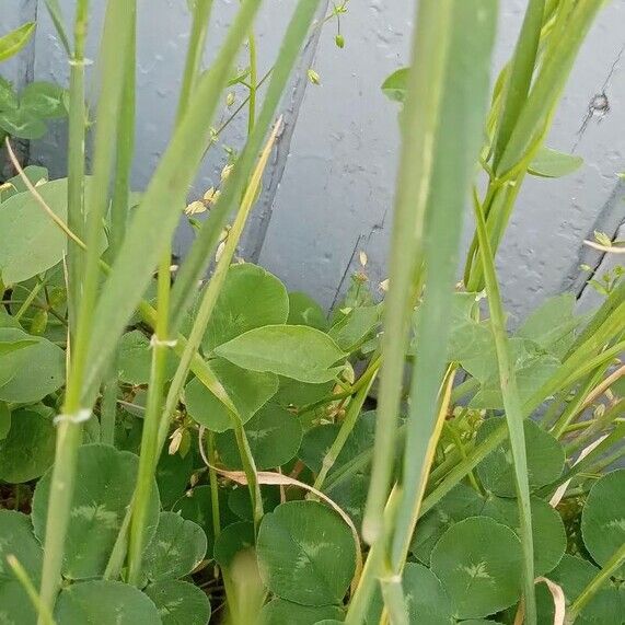 Hordeum murinum Fuelha