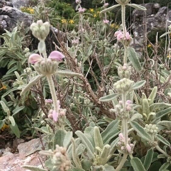 Phlomis italica Λουλούδι