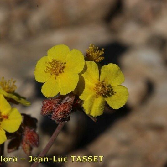 Helianthemum cinereum Kvet