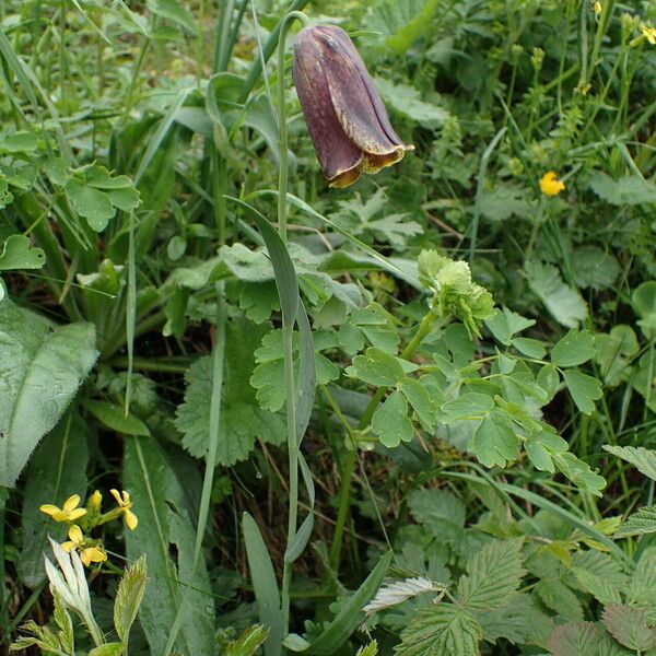 Fritillaria pyrenaica Агульны выгляд