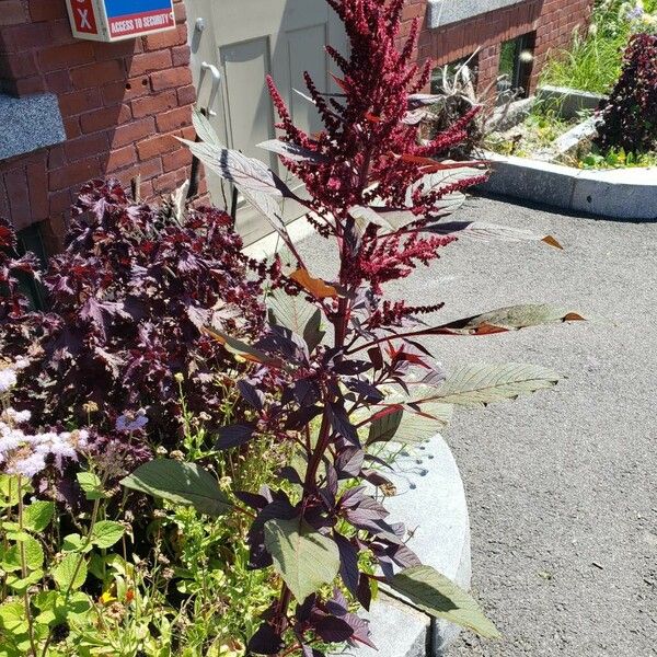 Amaranthus cruentus Облик