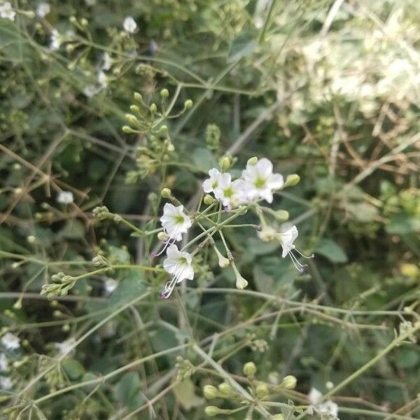 Gypsophila elegans Листок