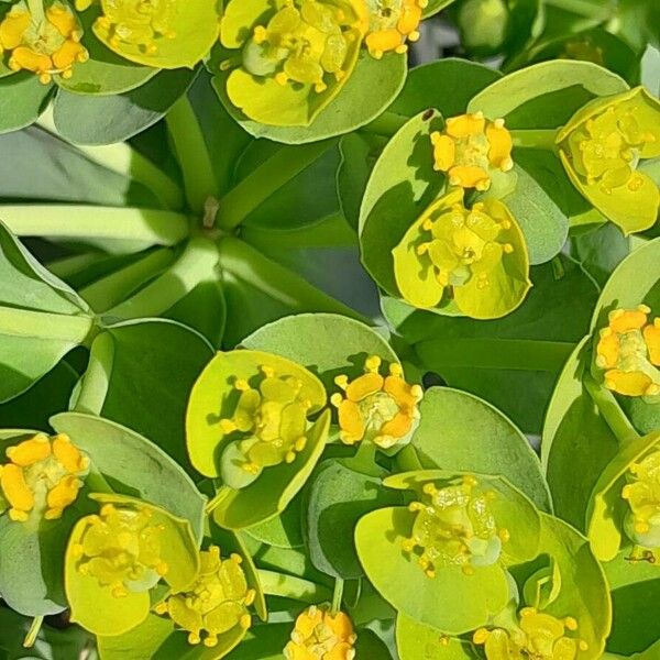 Euphorbia myrsinites Kvet