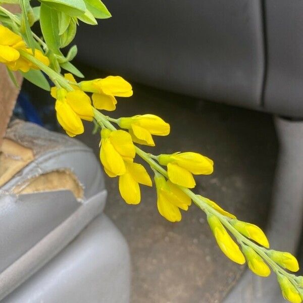 Genista tinctoria Квітка