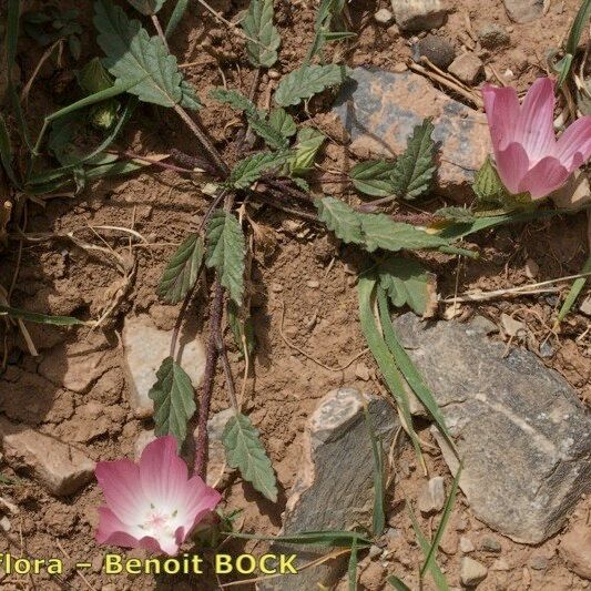 Malope malacoides 整株植物