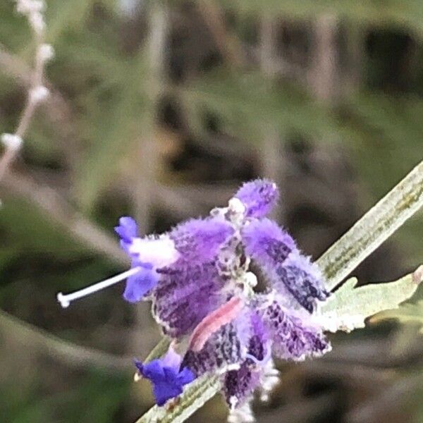 Perovskia atriplicifolia Fiore