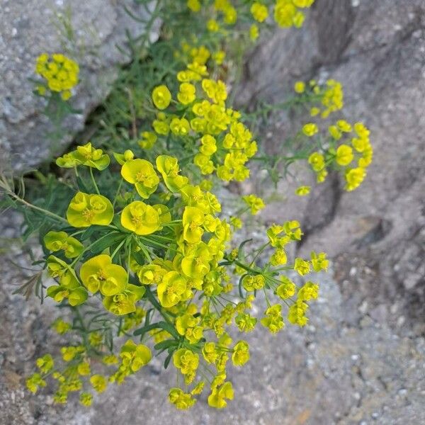 Euphorbia cyparissias Цветок