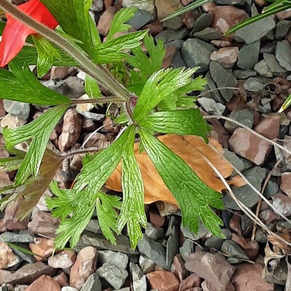 Anemonoides sylvestris Leaf