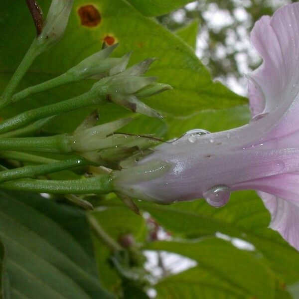 Ipomoea tiliacea Flors