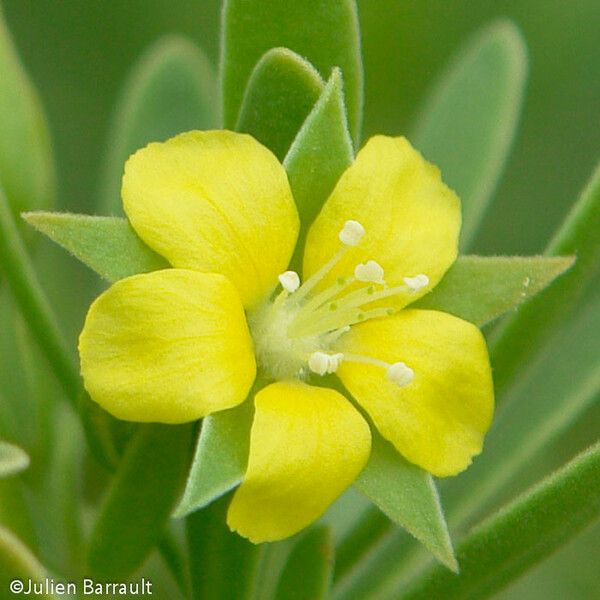 Suriana maritima Flor