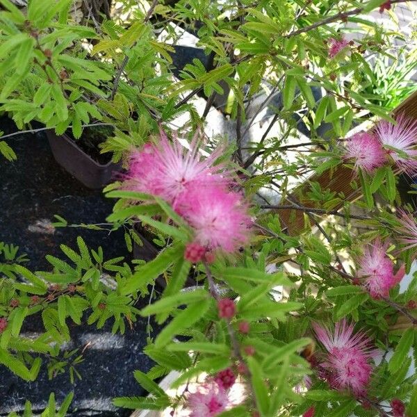 Calliandra surinamensis Blüte