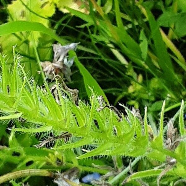 Echium plantagineum Hoja