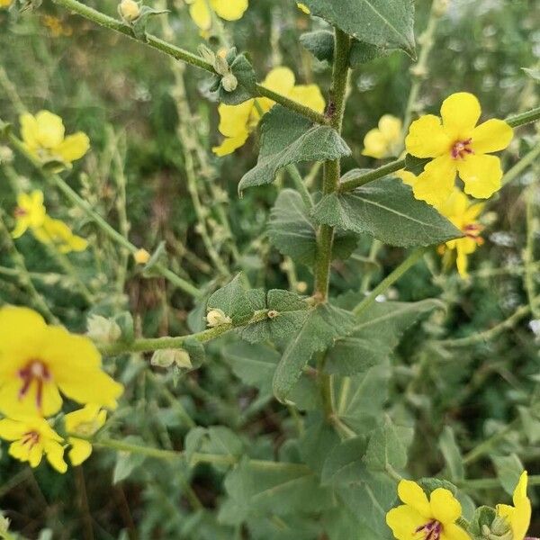 Verbascum sinuatum Flower