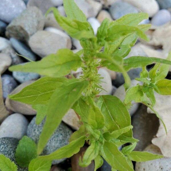 Parietaria pensylvanica Fulla