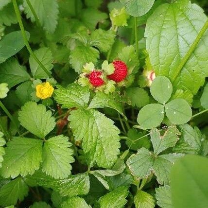 Duchesnea indica Hedelmä