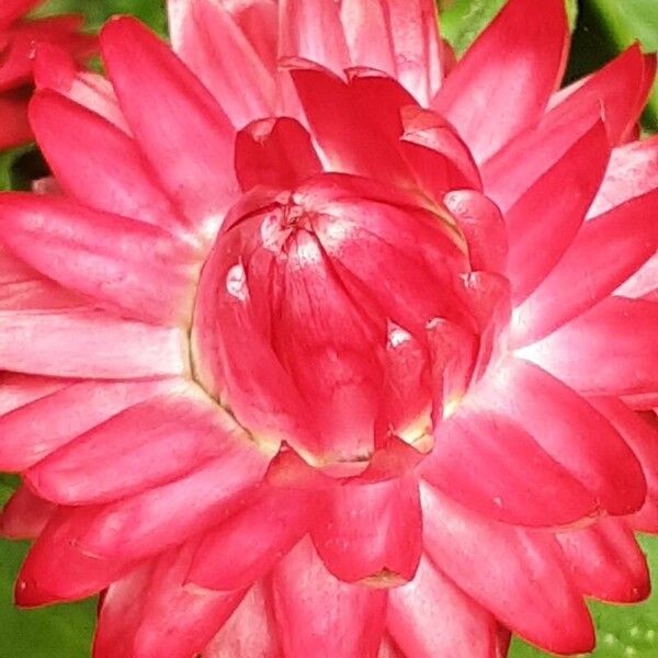 Xerochrysum bracteatum Flower