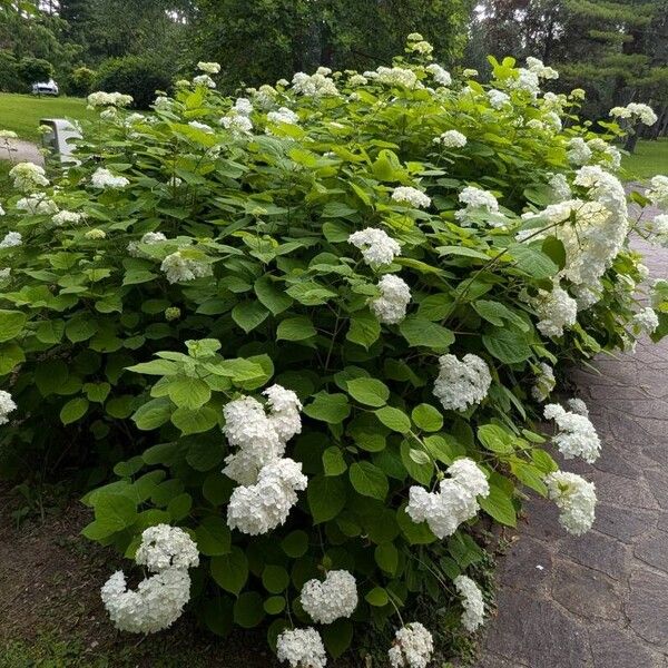 Hydrangea arborescens Flower