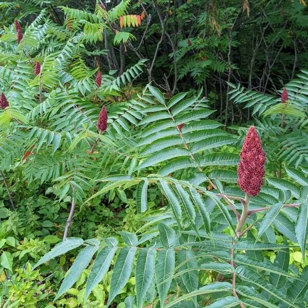 Rhus typhina Flors